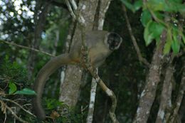 Image of brown lemur