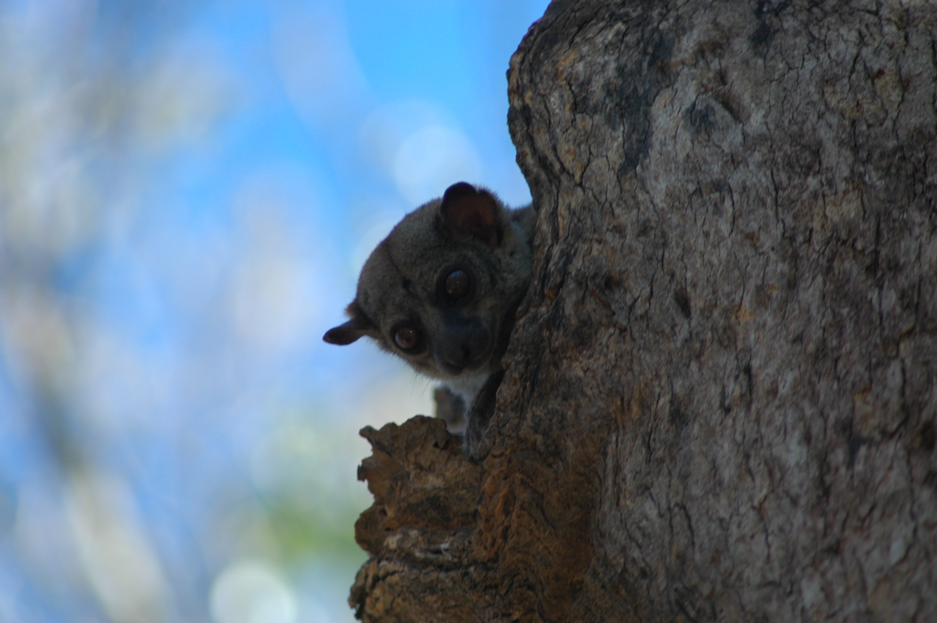 Image of AEECL's sportive lemur