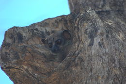 Image of AEECL's sportive lemur