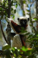 Image of Coquerel's Sifaka