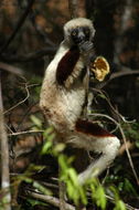 Image of Coquerel's Sifaka