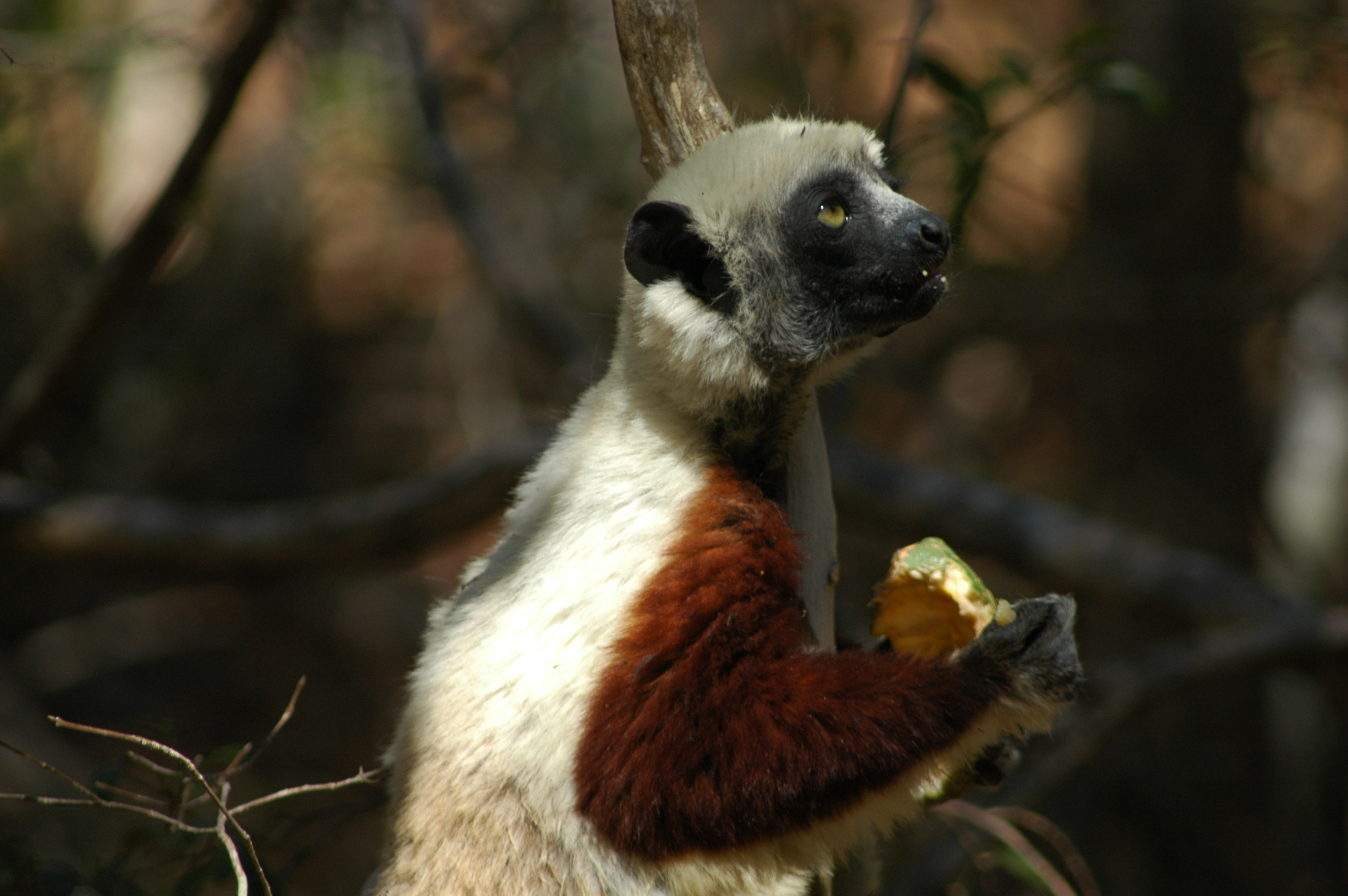 Image of Coquerel's Sifaka