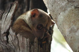 Sivun Lepilemur aeeclis Andriaholinirina, Fausser, Roos, Zinner, Thalmann, Rabarivola & Ravaoarimanana et al. 2017 kuva