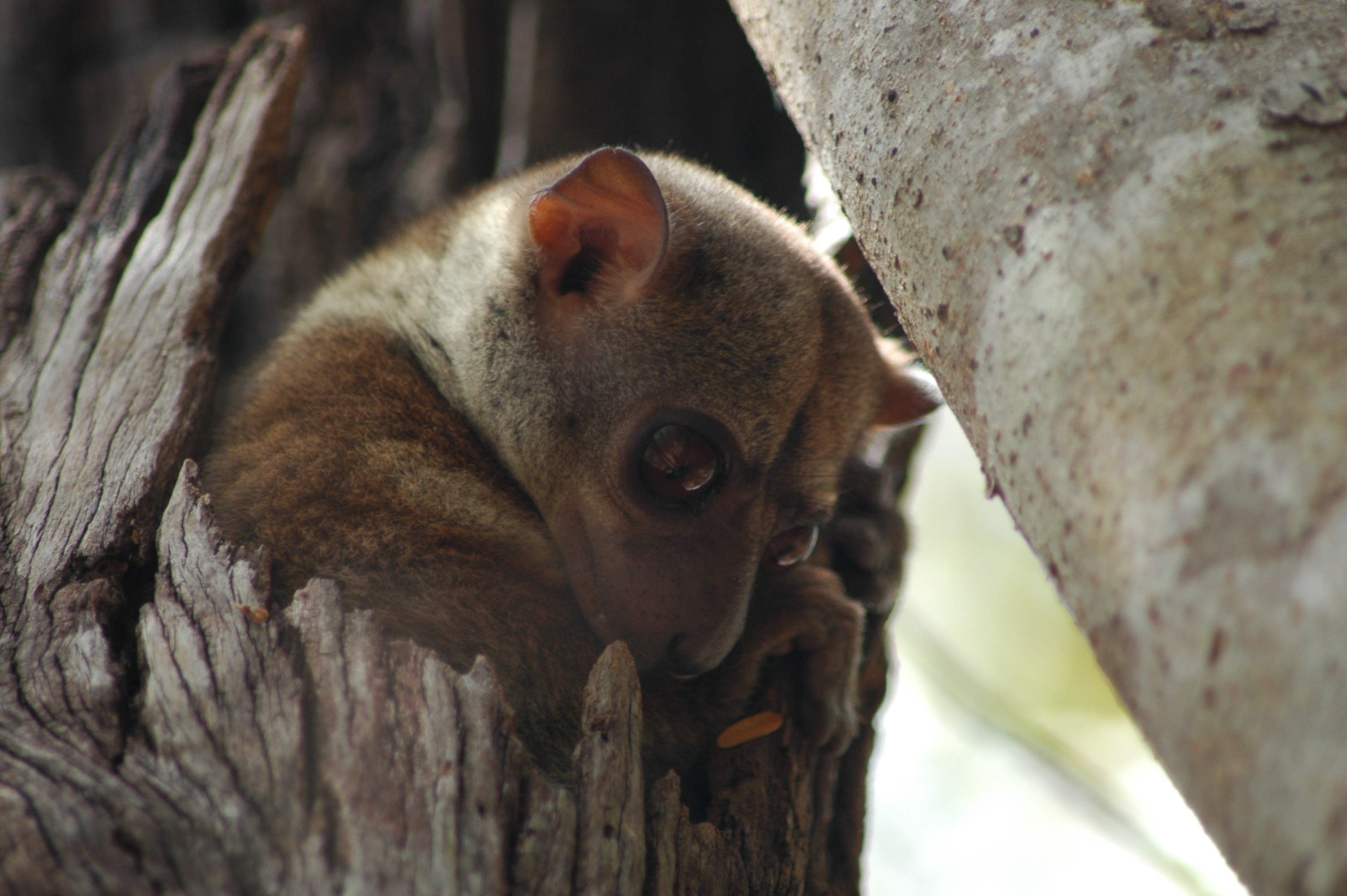 Image of AEECL's sportive lemur