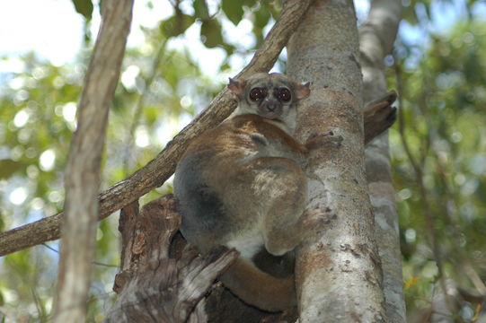 Image of AEECL's sportive lemur