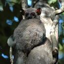 Image of Milne Edwards’s sportive lemur