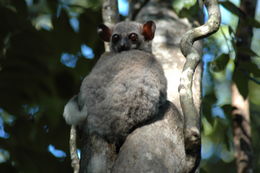 Image of Milne Edwards’s sportive lemur