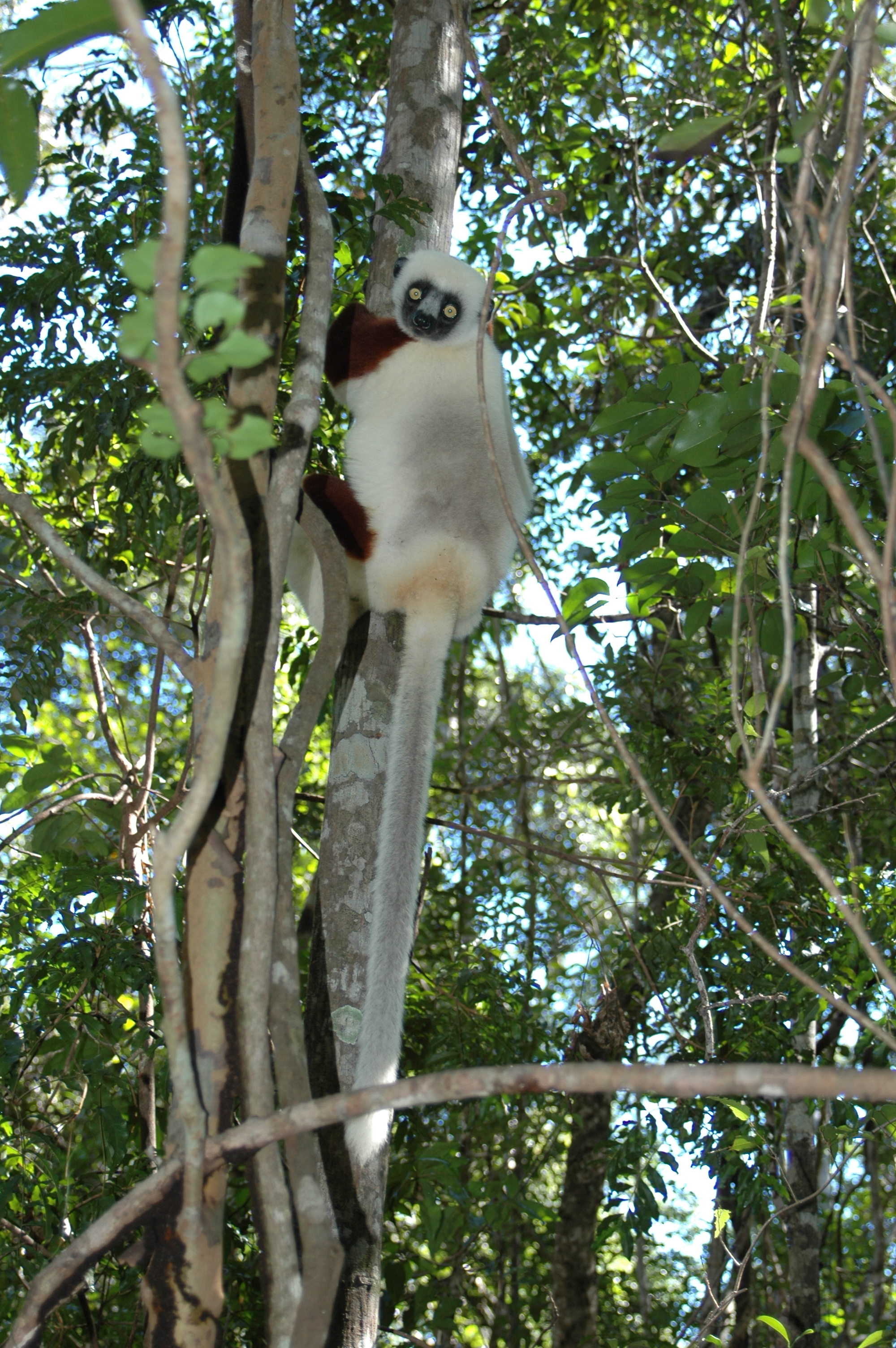 Image of Coquerel's Sifaka