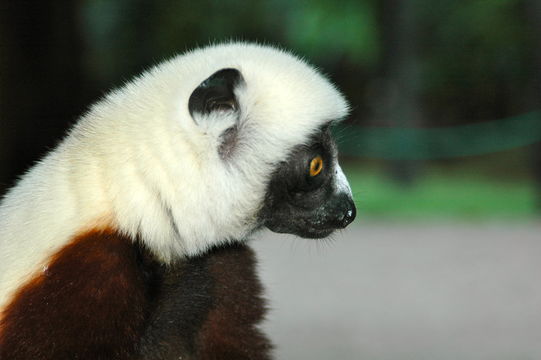 Image of Coquerel's Sifaka