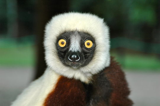 Image of Coquerel's Sifaka