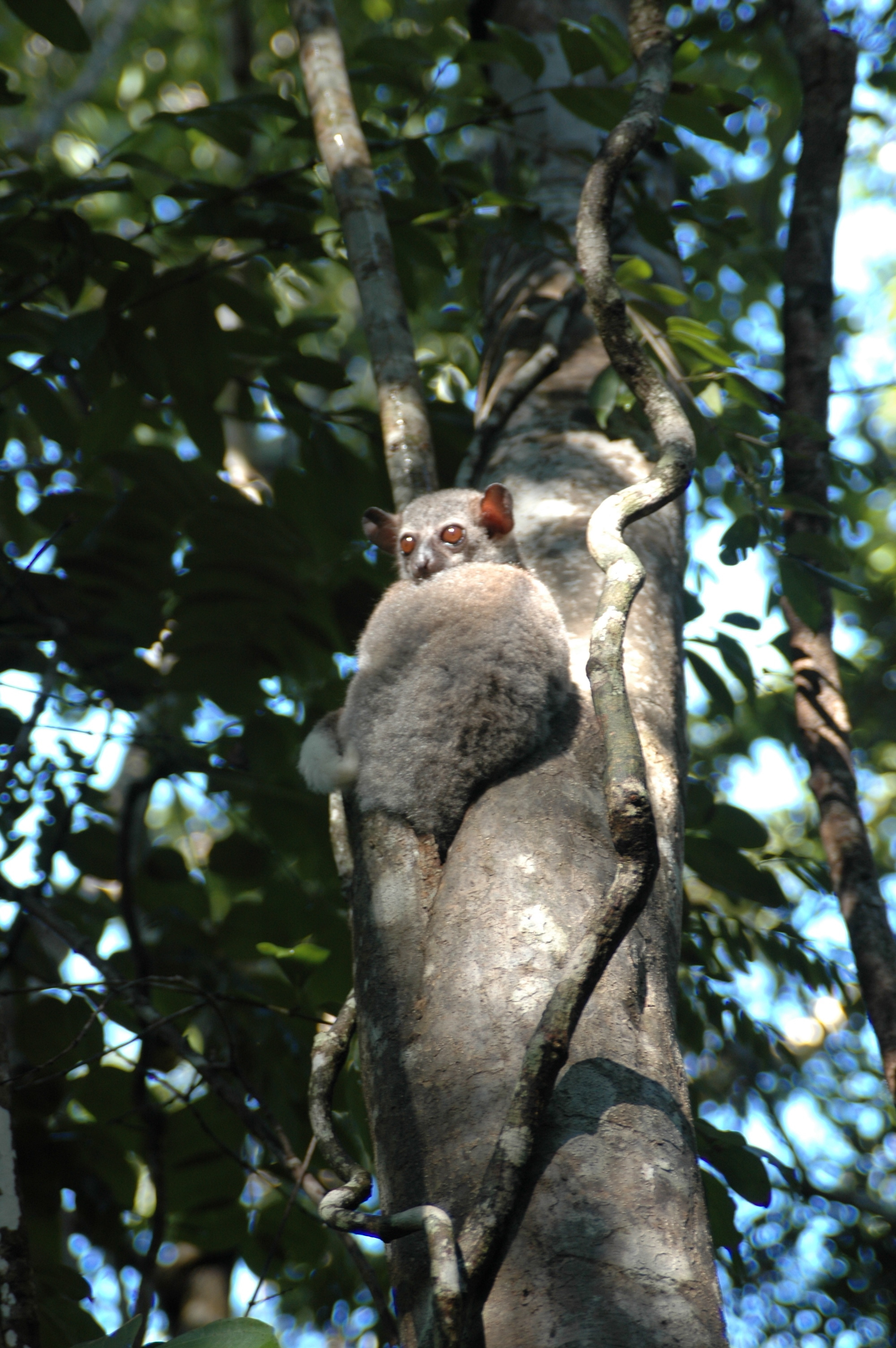 Image of Milne Edwards’s sportive lemur