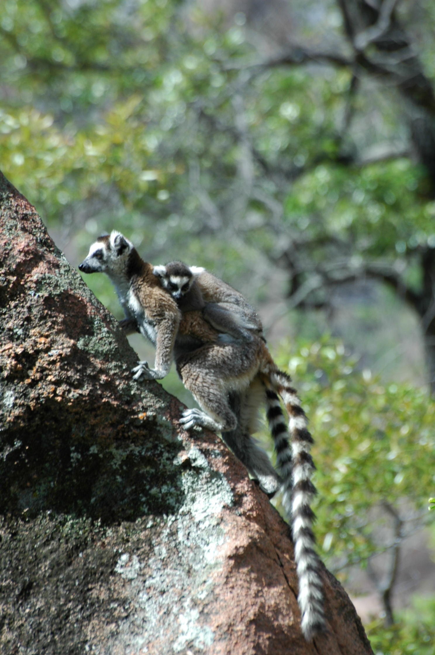 Image of Lemur Linnaeus 1758