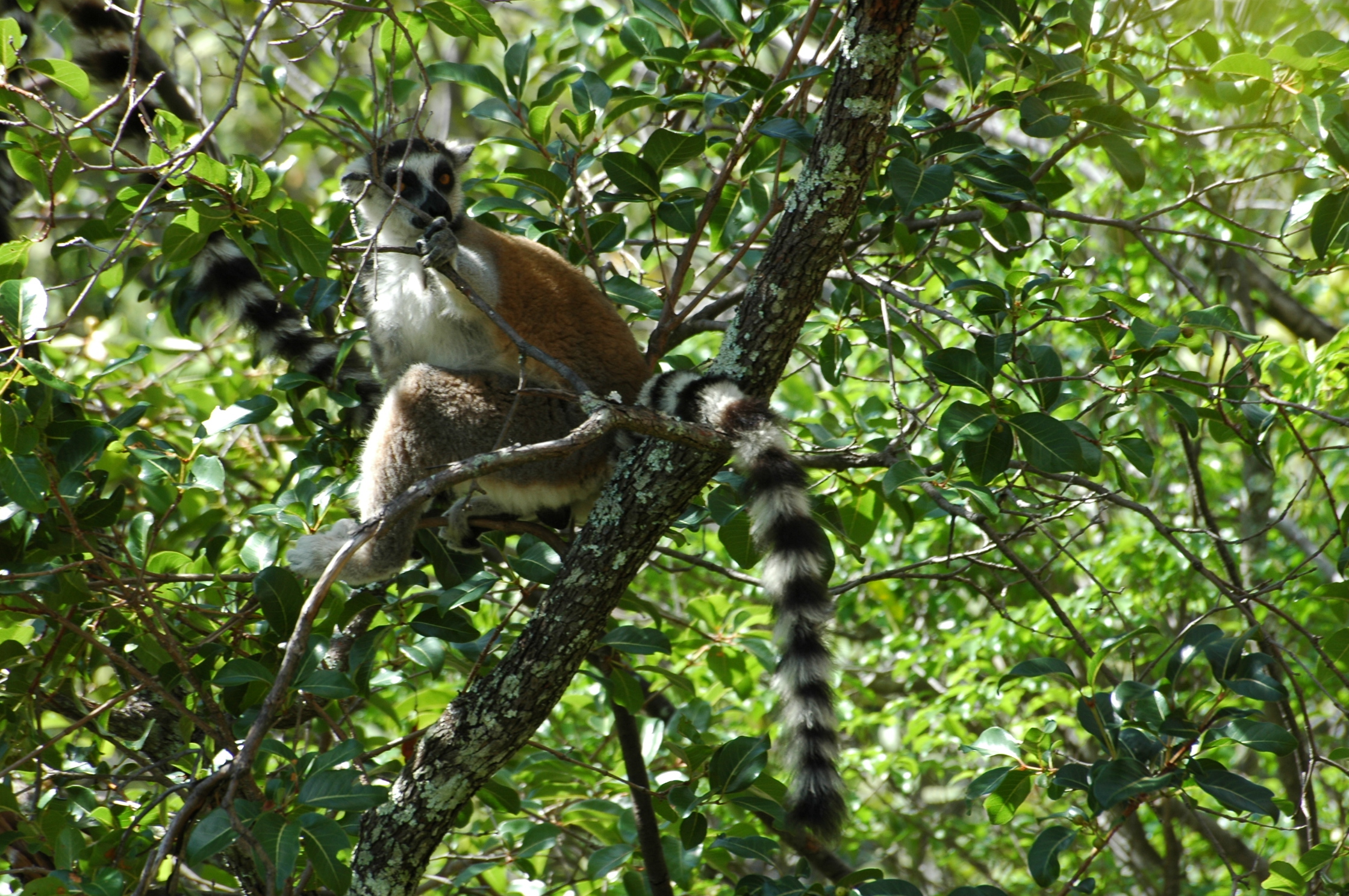 Image of Lemur Linnaeus 1758