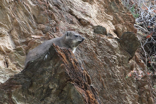 Image of Rock Hyrax