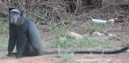 Image of blue monkey