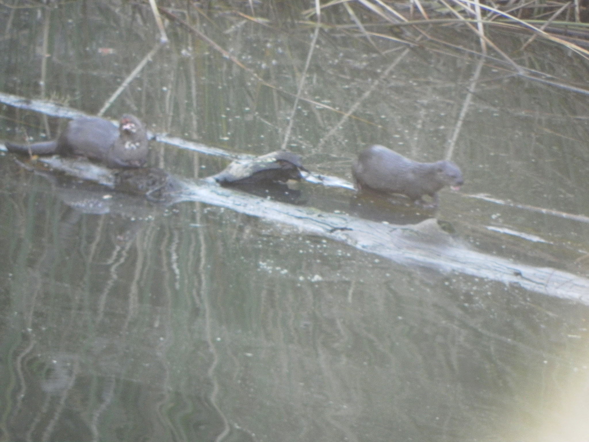 Image of Spotted-necked otter