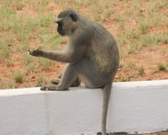 Image of Vervet Monkey