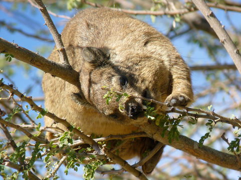 Image of Rock Hyrax