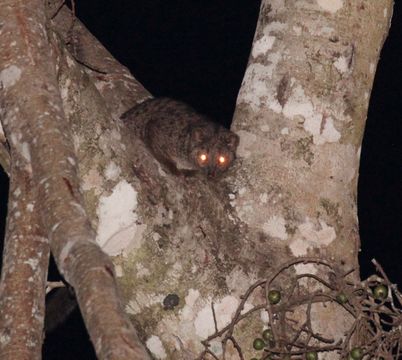 Image of African palm civets