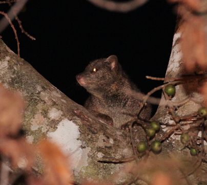 Image of African palm civets