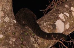 Image of African palm civets