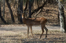 Image of Aepyceros Sundevall 1847