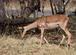 Image of Aepyceros Sundevall 1847