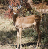 Image of Aepyceros Sundevall 1847