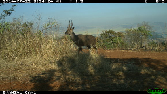 Image of Bushbuck