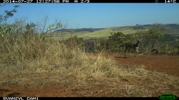 Image of Mountain Reedbuck