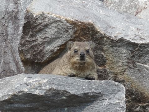 Image of Rock Hyrax