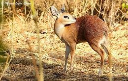 Image of Sharpe's Grysbok