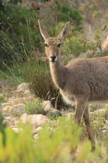 Image of Grey Rhebok