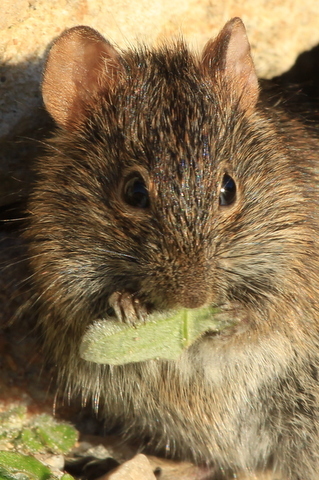 Image of Four-striped Grass Mouse