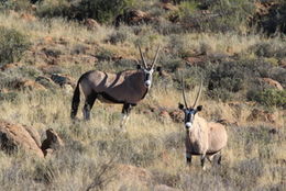 Image of Gemsbok