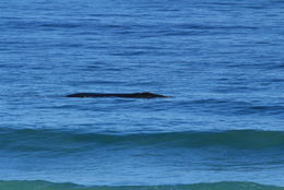 Image of Right whale