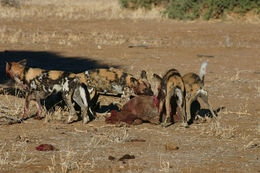 Image of African Hunting Dog