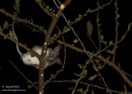 Image of Acacia Rat