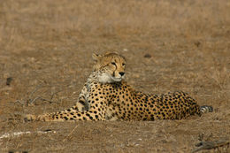 Image of Acinonyx Brookes 1828