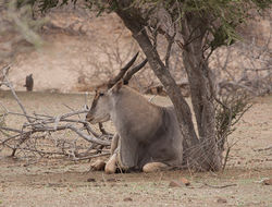 Image of Eland