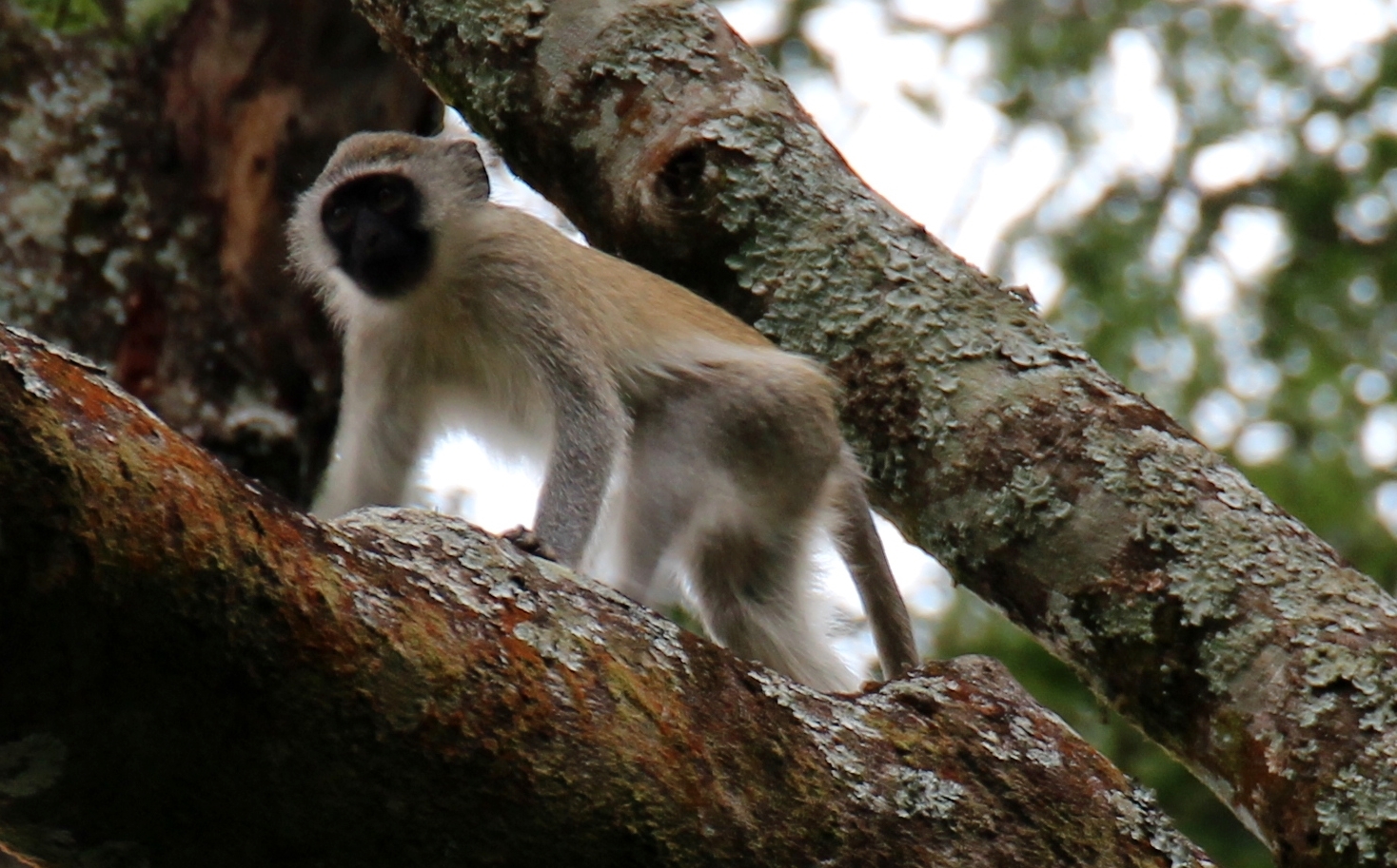 Image of Vervet Monkey