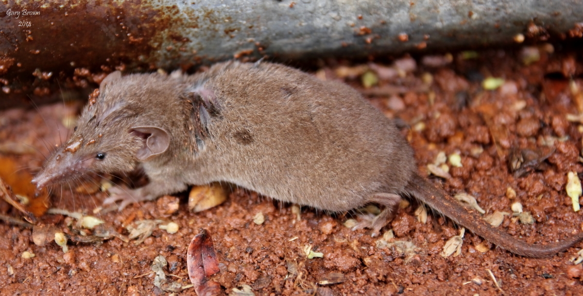 Image de Crocidura Wagler 1832