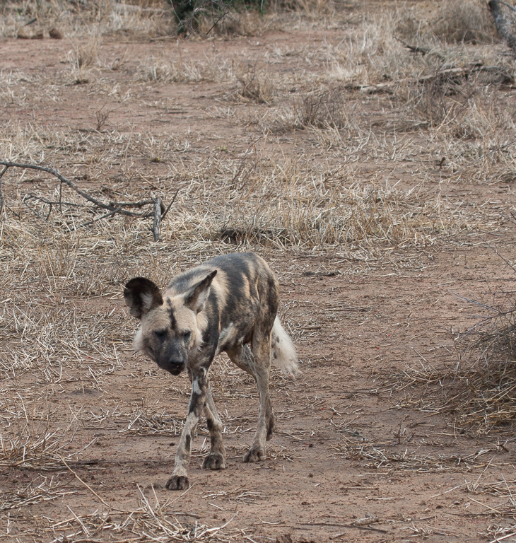 Image of African Hunting Dog