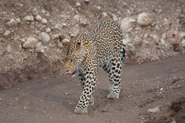 Image of Leopard