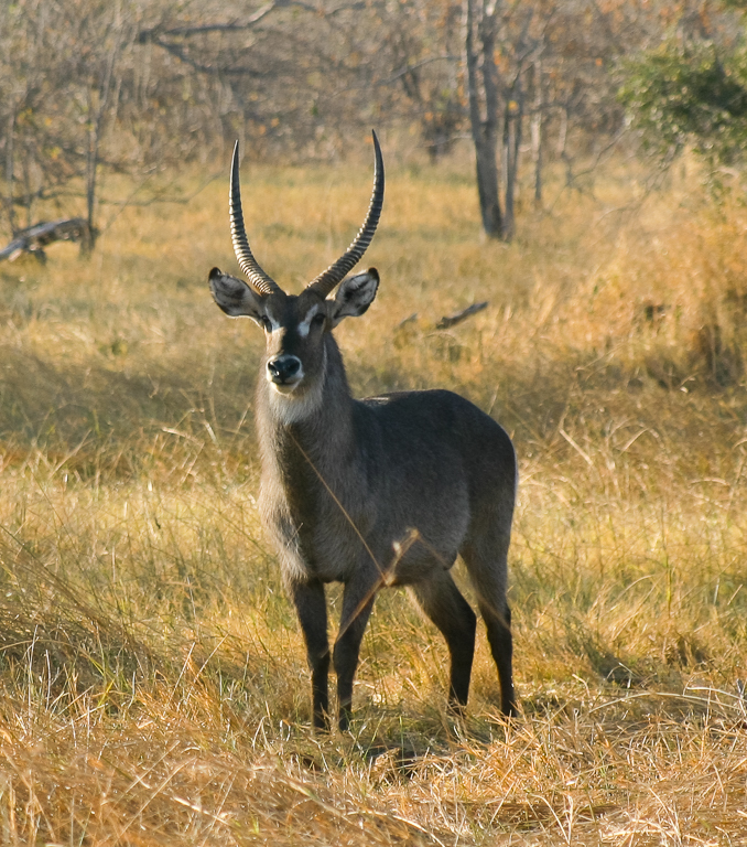 Image of Ellipsen Waterbuck