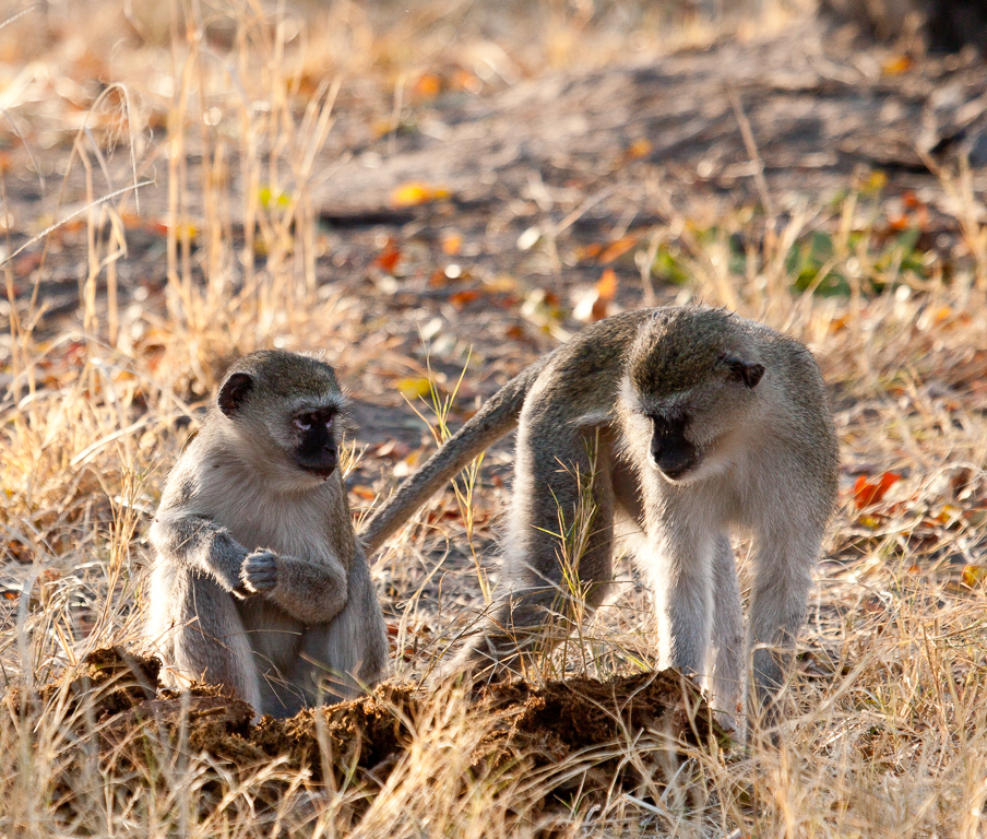 Image of Vervet Monkey