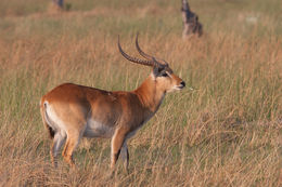 Image of Red Lechwe