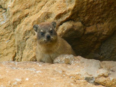 Image of Rock Hyrax