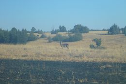 Image of Ellipsen Waterbuck