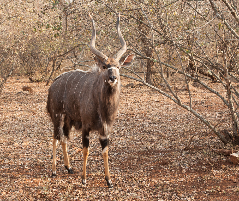 Image of Nyala